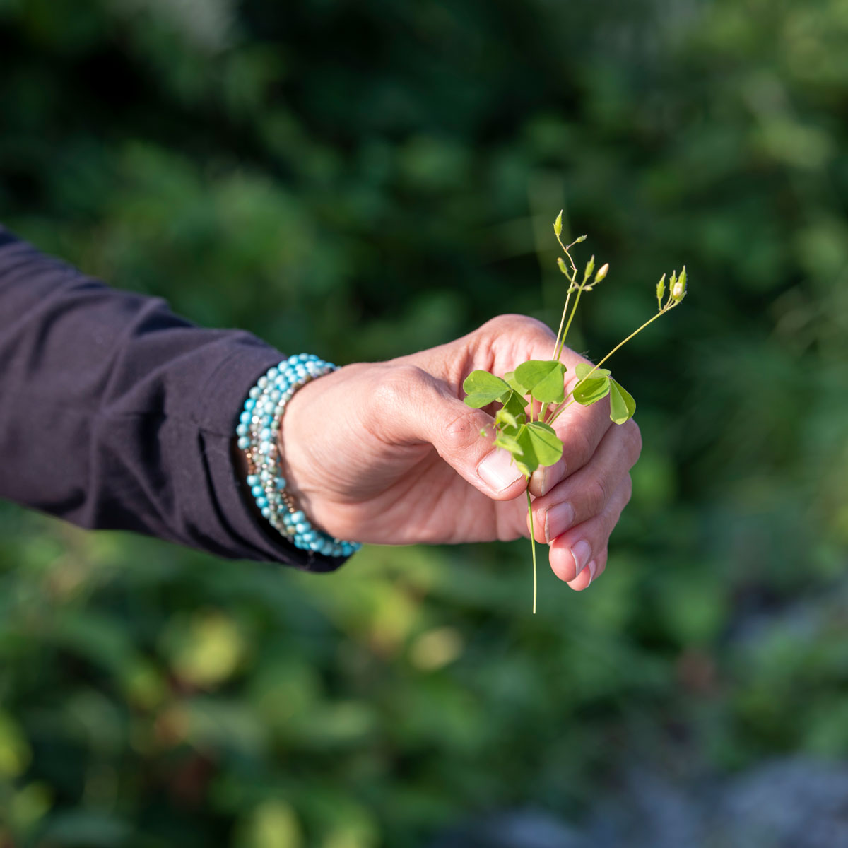 Fred Dardenne | Eco Tour