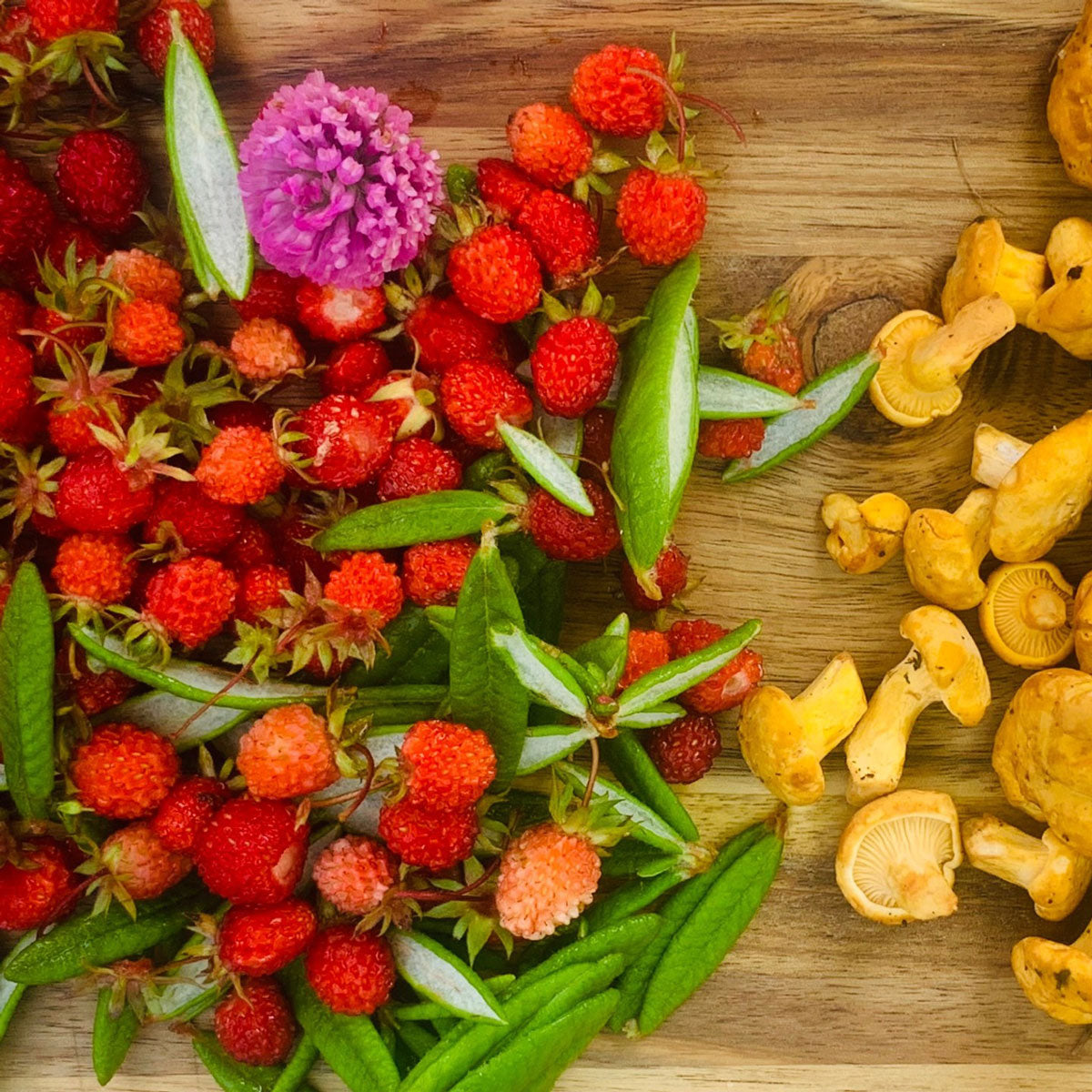 Fred Dardenne | Eco Tour