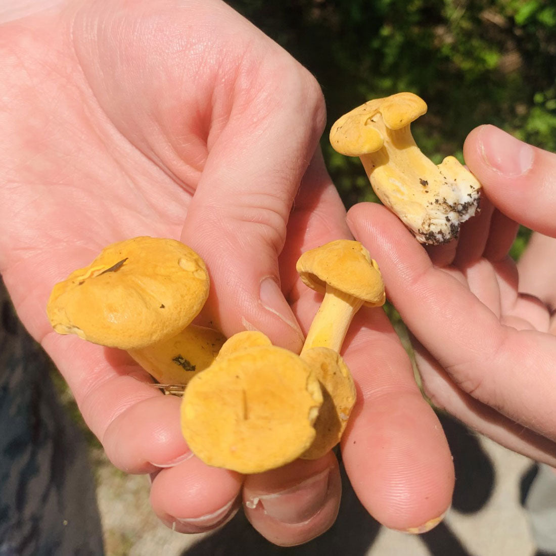 Fred Dardenne | Eco Tour