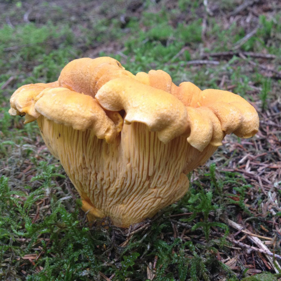 Fred Dardenne | Eco Tour