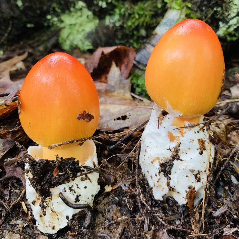 Fred Dardenne | Eco Tour