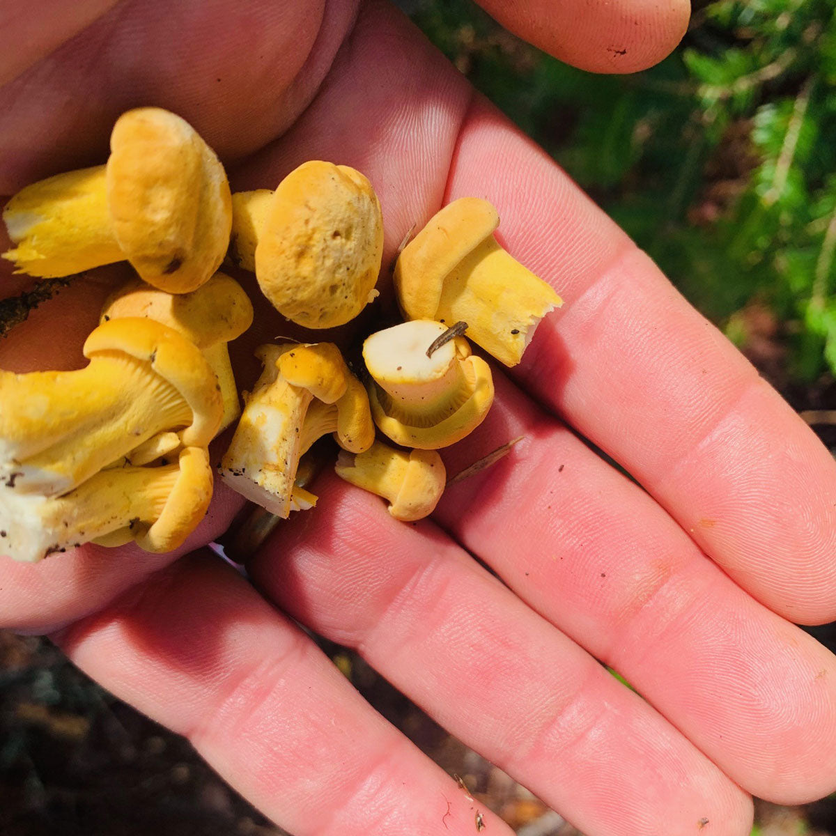 Fred Dardenne | Eco Tour