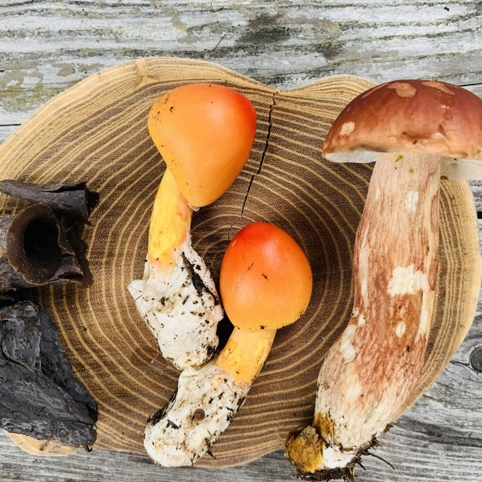 Fred Dardenne | Eco Tour