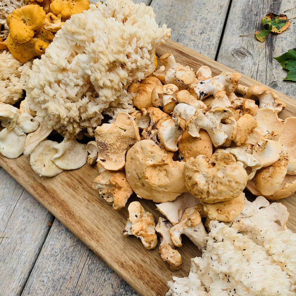 Fred Dardenne | Eco Tour