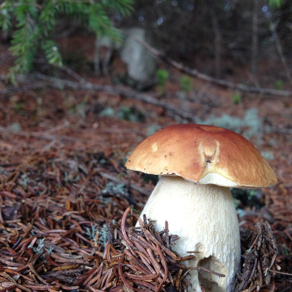 Fred Dardenne | Eco Tour